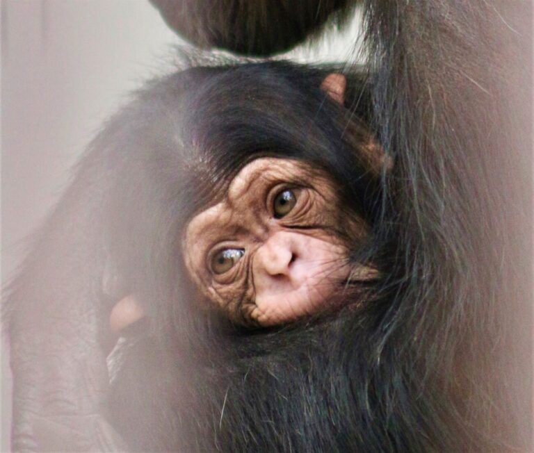 【7年ぶり】とべ動物園の「父系社会」に生まれたオスのチンパンジーの赤ちゃん。個性あふれる家族とともに紹介！