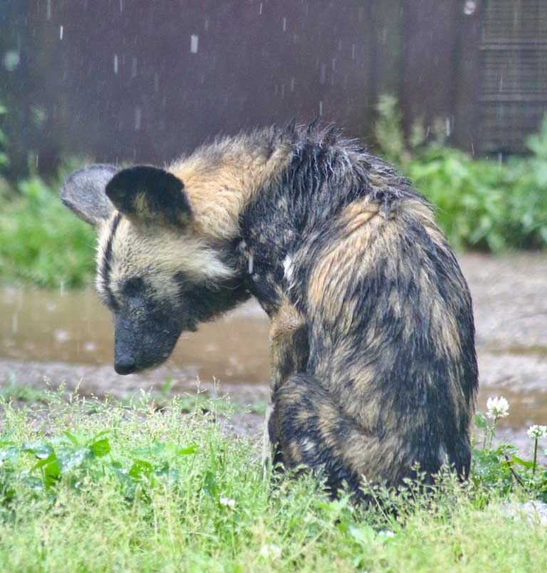 【雨の動物園】よこはま動物園ズーラシアで、「サバンナの雨の王者」を見つけた【魅力解説】