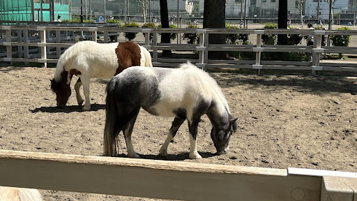 板橋区でポニーの乗馬体験！【板橋こども動物園】