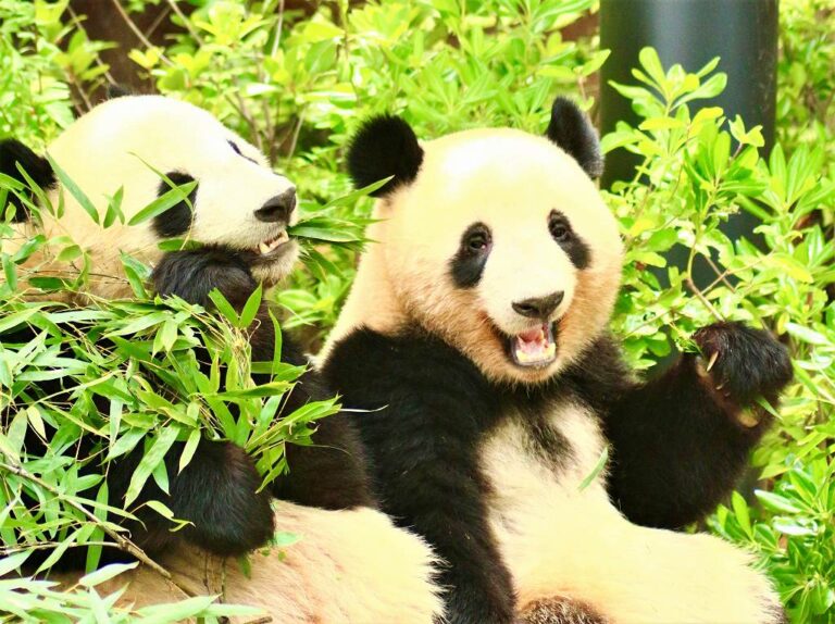 【2023年夏】上野動物園のパンダ最新情報！双子パンダのようすは？おすすめの観覧時間は？【徹底解説】