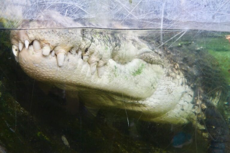 【上野動物園】ワニの歯は私たちヒトの歯と「まったく同じでまったく違う」！