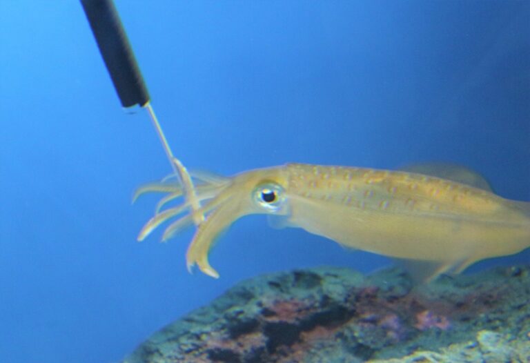 サンシャイン水族館でアオリイカの公開給餌を激写！模様が波打つイカ「コブシメ」も紹介。