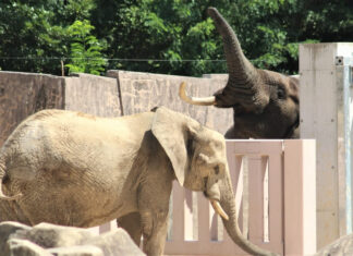 安佐動物園のゾウ3頭は全員貴重!アフリカゾウのオスの現状と、マルミミゾウの繁殖、かつて日本にいたマルミミゾウを紹介。