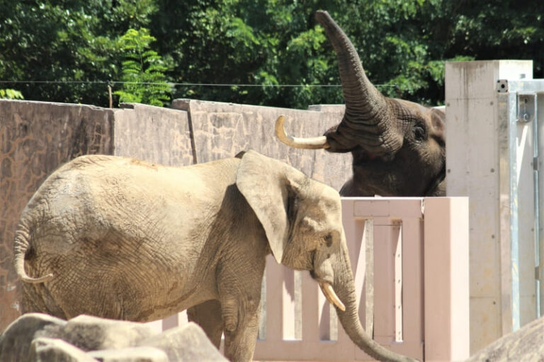 安佐動物園のゾウ3頭は全員貴重！アフリカゾウのオスの現状と、マルミミゾウの繁殖、かつて日本にいたマルミミゾウを紹介。